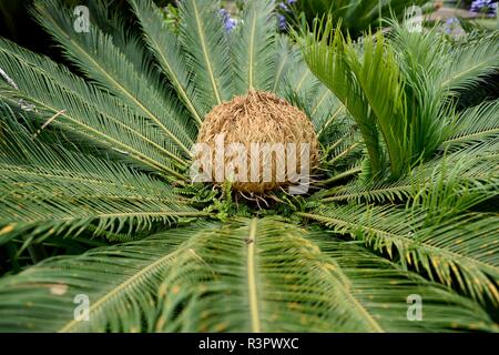 female Sago Palm Cycas revoluta Stock Photo - Alamy