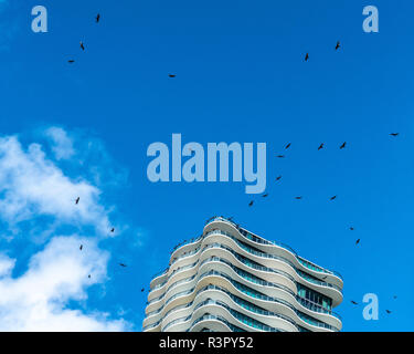 Miami, USA, 23 November 2018.  Eagles fly over a seafront building in Miami. Photo by Enrique Shore November Stock Photo