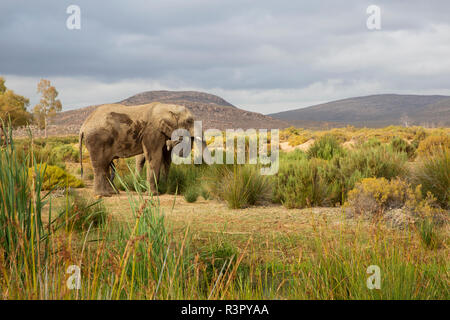 South Africa, Western Cape, Touws River, Aquila Private Game Reserve, Elephant, Loxodonta Africana Stock Photo