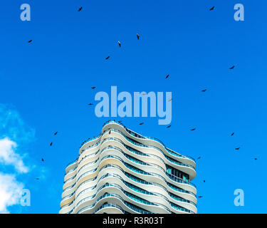 Miami, USA, 23 November 2018.  Eagles fly over a seafront building in Miami. Photo by Enrique Shore November Stock Photo