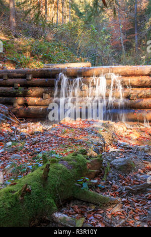 Romania, Viseu de Sus. Carpathian Forest, Vaser Valley. Stock Photo