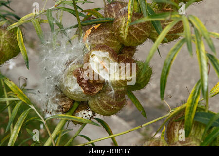 Fruits of the balloon tree (Asclepias physocarpa) releasing seeds, Parc Floral de Paris, France
