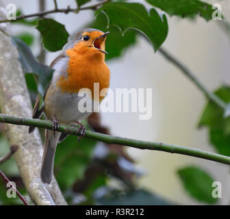 European Robin (Erithacus rubecula) singing, Northern Vosges Regional Nature Park, France Stock Photo