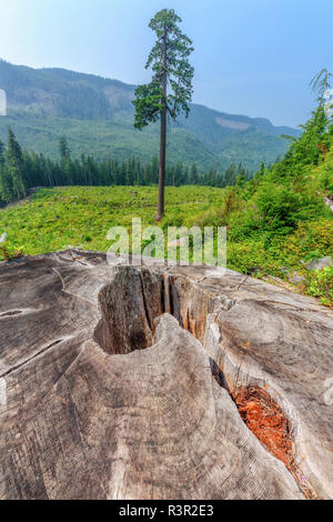Douglas fir (Pseudotsuga menziesii) giant in a clear-cut area of Vancouver Island. This nearly 1000-year-old escaped the chainsaw has become a symbol of the protection of the rainforest, which is 90% devastated. This "Big Lonely Doug" is 70 m tall, some rare specimens reach 80 m tall, near Avatar Grove, Vancouver Island, British Columbia, Canada Stock Photo