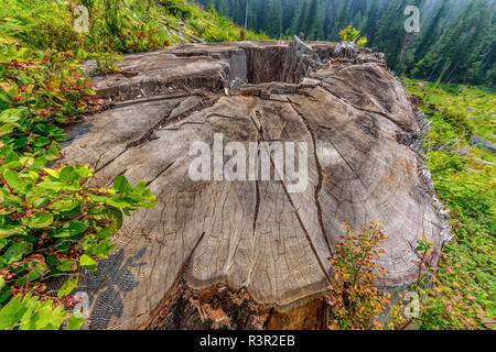Stump of Douglas-fir (Pseudotsuga menziesii) giant in a clear-cut area. This individual was to be 70 meters tall and nearly 1000 years old. Some rare specimens reach 80 m tall, Near Avatar Grove, Vancouver Island, British Columbia, Canada Stock Photo