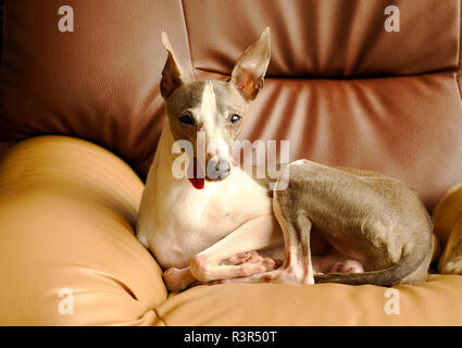 Close up picture of a young Italian Greyhound dog is relaxing on an armchair in living room Stock Photo
