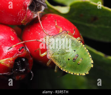 Hawthorn Shieldbug nymph (Acanthosoma haemorrhoidale) resting on hawthorn berries. Tipperary, Ireland Stock Photo