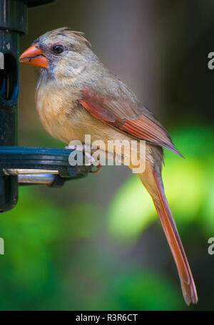 A female cardinal perches on a bird feeder Stock Photo