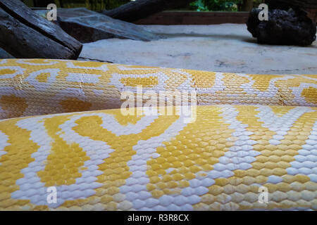 Skin texture. Yellow snake background. Stock Photo