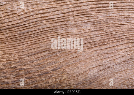 Old scratched oak wood texture on macro. Perfect wood texture. Stock Photo