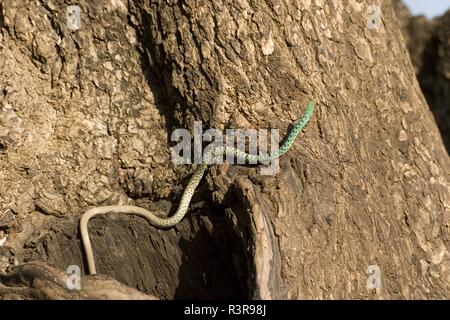 Spotted bush snake, Philothamnus semivariegatus Stock Photo