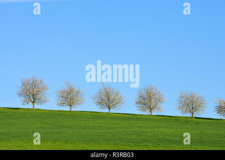 Switzerland, row of blossoming cherry trees on a meadow against blue sky Stock Photo