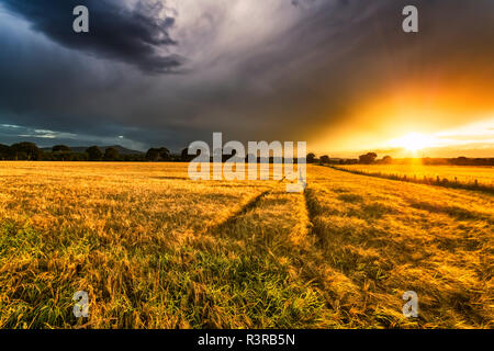 UK, Scotland, Fife, field of Barley (Hordeum vulgare) at sunset Stock Photo