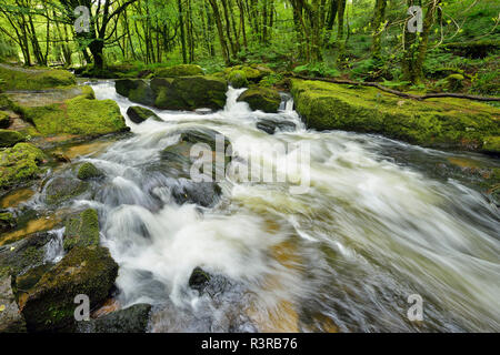 Great Britain, England, Cornwall, Liskeard, River Fowey at Golitha Falls Stock Photo