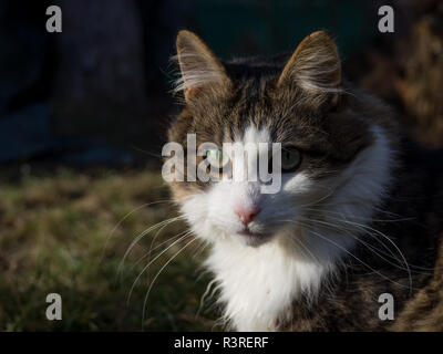 Tabby cat portrait Stock Photo