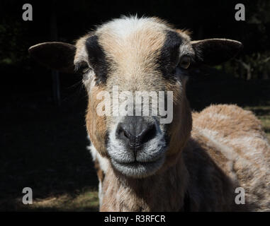 Brown goat portrait Stock Photo