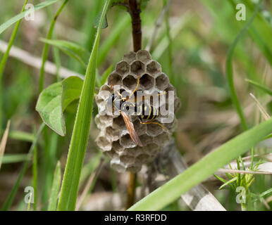 Wasp builds nest Stock Photo