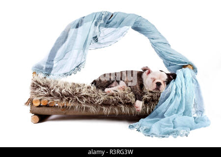 sleeping bulldog - puppy Stock Photo