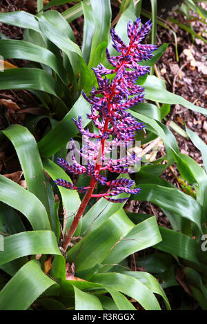 bromeliad (aechmea dichlamydea) Stock Photo
