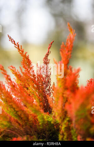 Autumn red heathers, autumn landscape. Stock Photo