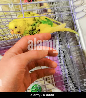 Finger of Hand near the beautiful Budgie Stock Photo
