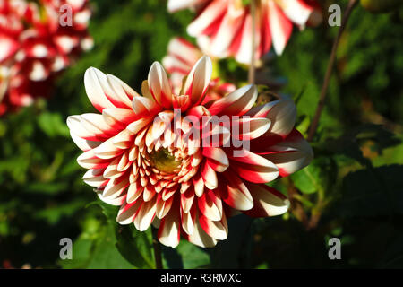 dahlias in several colors, which are pollenizing Stock Photo