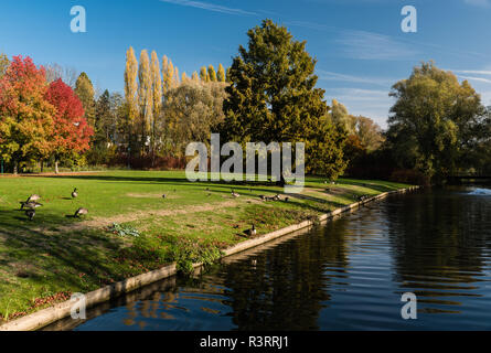 Egyptian gooses at the banks fo a creek in the King Baudouin city park during a sunny autumn day with colorful trees Stock Photo