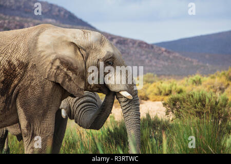 South Africa, Aquila Private Game Reserve Elephant, Loxodonta Africana Stock Photo