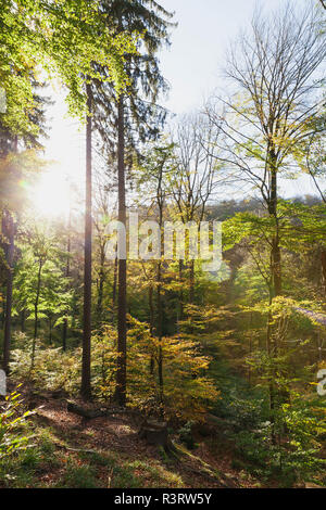 Germany,Rhineland-Palatinate, Pfalz, Palatinate Forest Nature Park in autumn, beech trees Stock Photo