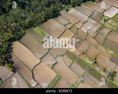 Indonesia, Bali, Ubud, Aerial view of rice fields Stock Photo