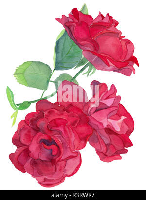 Watercolor hand-drawn three red open roses Stock Photo