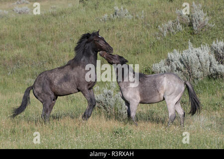 Feral (Wild) Horses, Stallions fighting, Theodore Roosevelt National Park Stock Photo