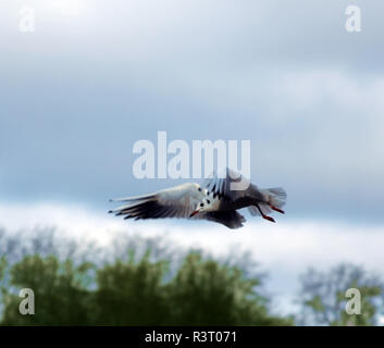 Flying seagull over trees Stock Photo