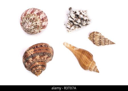 Seashells collection isolated on a white background Stock Photo