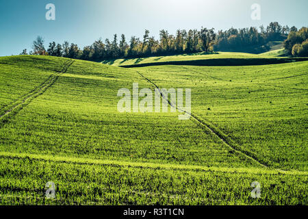 wheat sprouts growing in autumnal green field. Bologna hillside, Emilia Romagna, Italy. Stock Photo