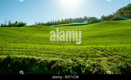 wheat sprouts growing in autumnal green field. Bologna hillside, Emilia Romagna, Italy. Stock Photo