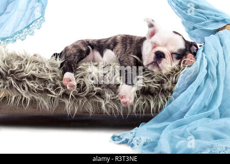 sleeping bulldog - puppy Stock Photo