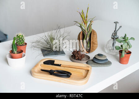 Variation of succulent plants and gardening equipment at home Stock Photo