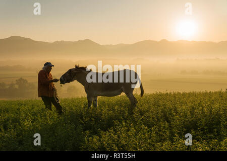Italy, Tuscany, Borgo San Lorenzo, senior man feeding donkey in field at sunrise above rural landscape Stock Photo