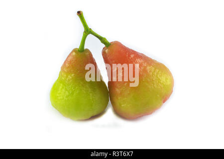 Rose apple isolated / two of reeen and red rose apple tropical fruit isolated on white background Stock Photo