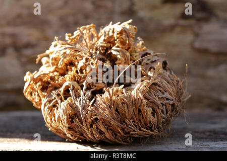 De Flessenplant, oftewel Jatropha podagrica, verzorging en tips