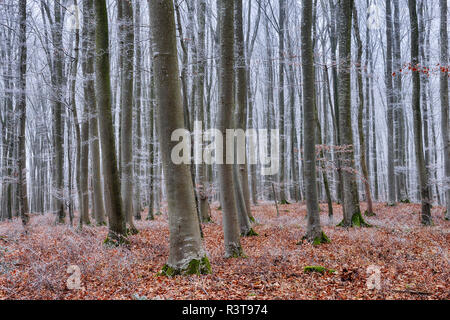 Hoar-frost at beech forest Stock Photo