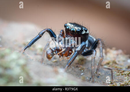 Cute black, white and blue jumping spider in Australia eating a red ant Stock Photo