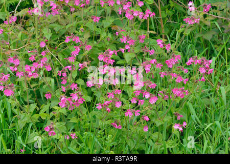 Wildflowers with sticky catchfly, Silene viscaria Stock Photo