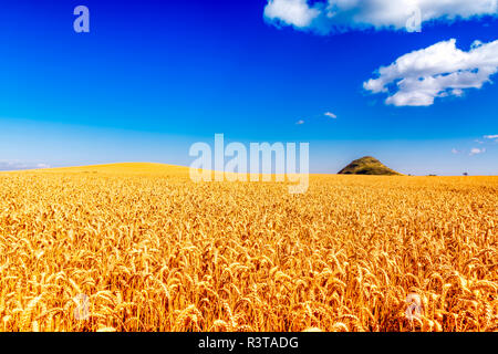 UK, Scotland, East Lothian, field of Wheat (Triticum) Stock Photo