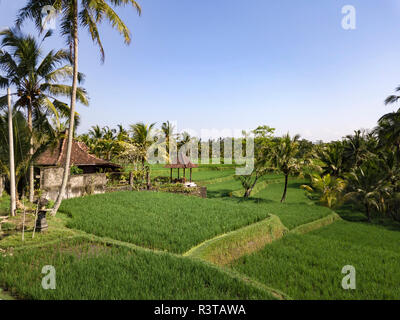 Indonesia, Bali, Ubud, Aerial view of rice fields Stock Photo