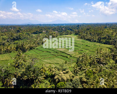 Indonesia, Bali, Ubud, Aerial view of rice fields Stock Photo