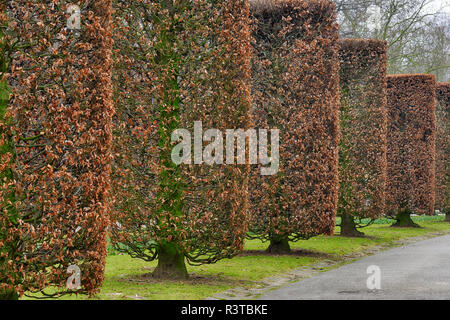 Belgium, Brussels, Parc des Expositions, pruned trees in autumn Stock Photo