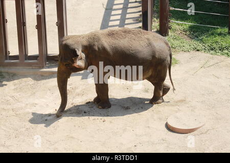 Elephant at the Smithsonial National Zoo Stock Photo