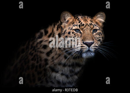 Portrait of Amur leopard in front of black background Stock Photo